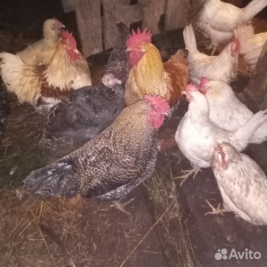 Продам петухов