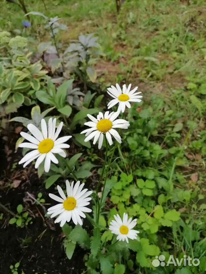 Ромашка садовая