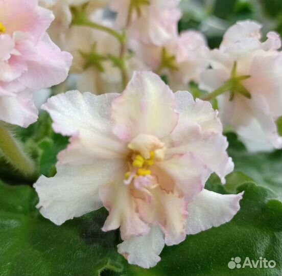 Детки сортовых фиалок