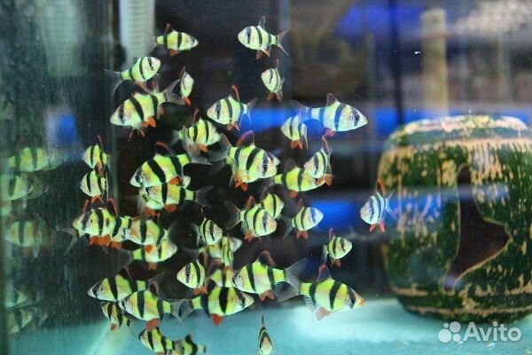 Рыбки собственного разведения и корм