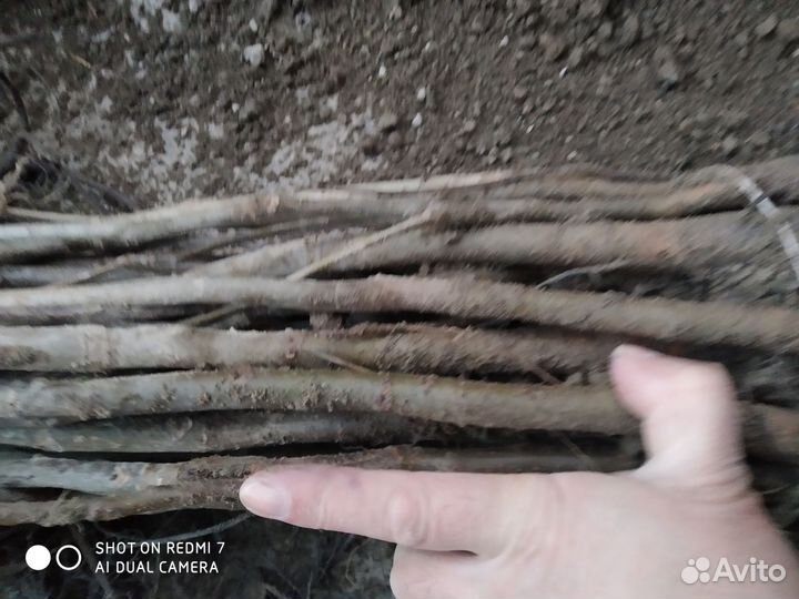 Грецкий орех саженцы