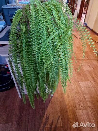 Комнатные растения цветы большие