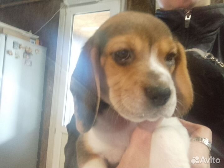 Щенки бигля