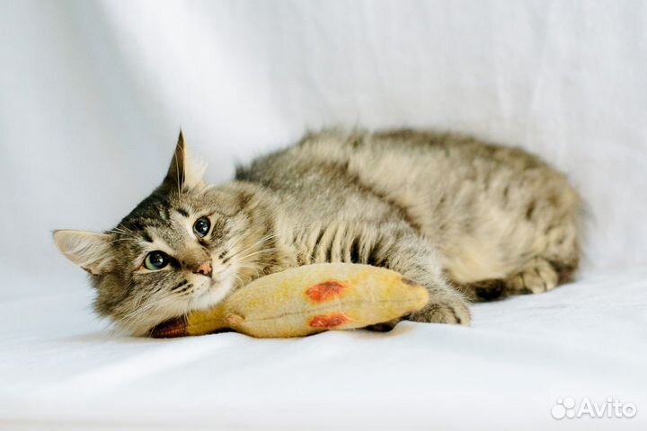 Мальвину выбросили из машины ищем дом