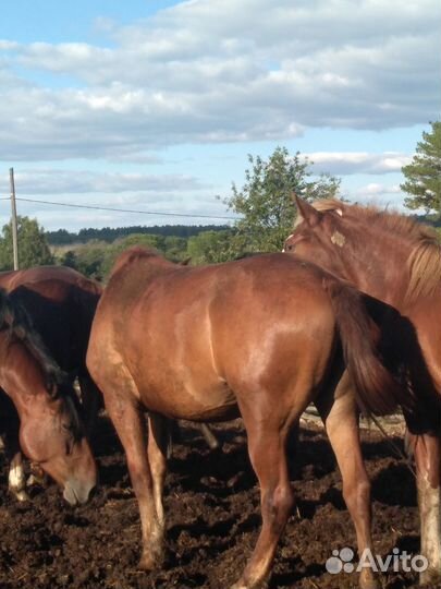 Лошади кабылы