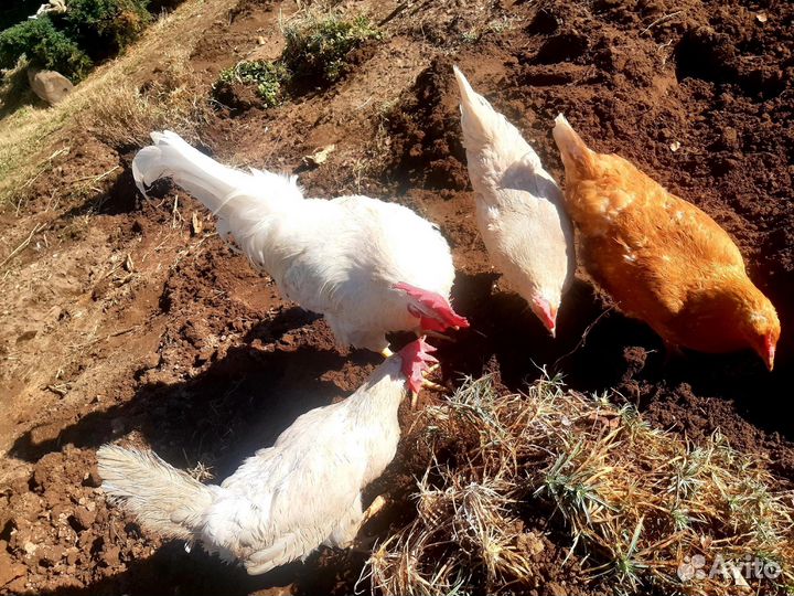 Домашние куриные яйца