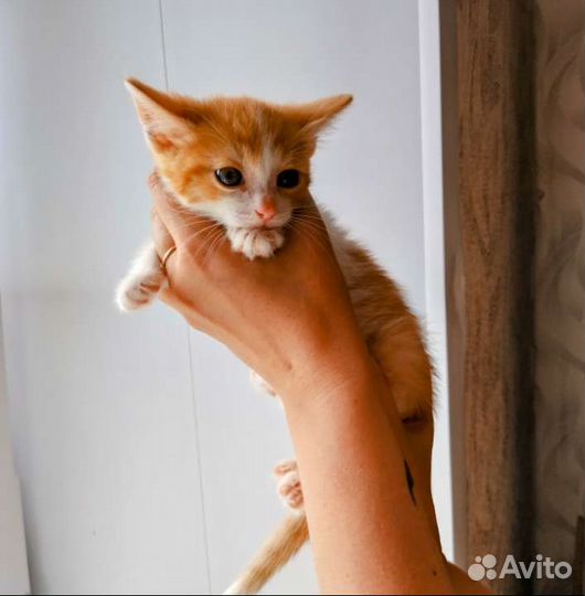 Солнечный мальчик