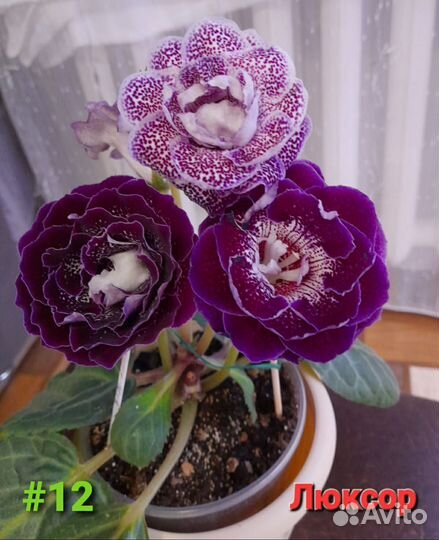 Глоксиния клубни