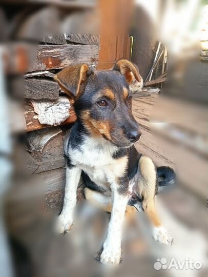 Отдам щенков