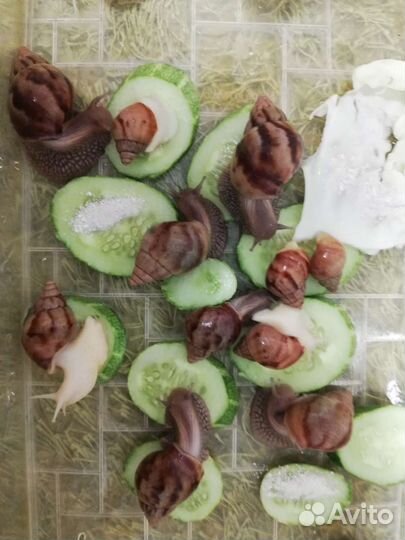 Улитки ахатины