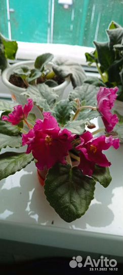 Фиалки домашние