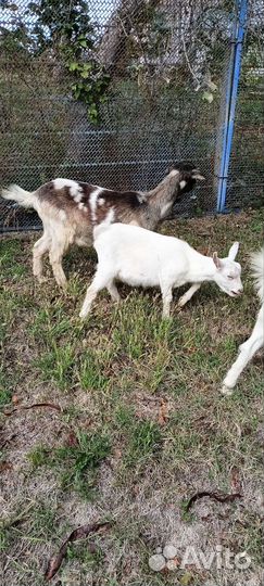 Коза дойная Чешская