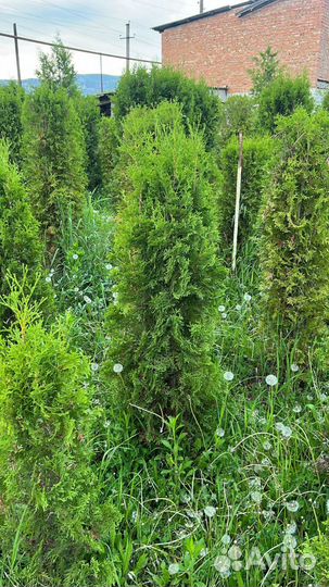 Саженцы туи колумна