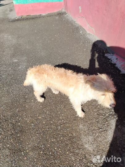 Найдена собачка