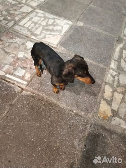 Найдена собака такса