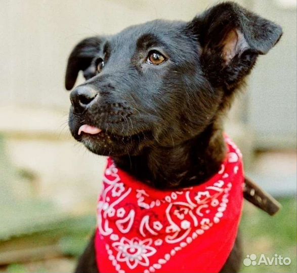 Щенок 4 месяца девочка