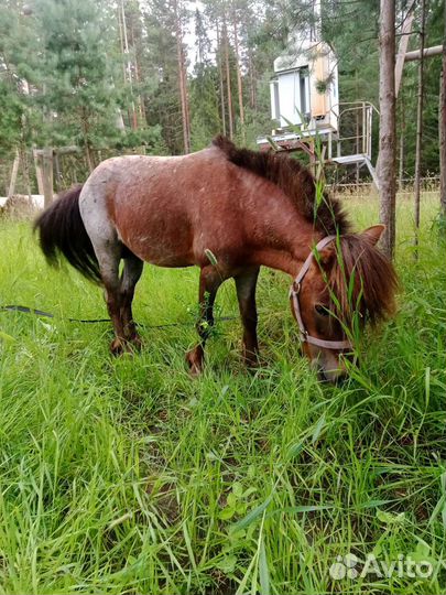 Лошади и пони возможна рассрочка