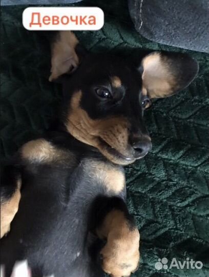 Собаки щенки таксы