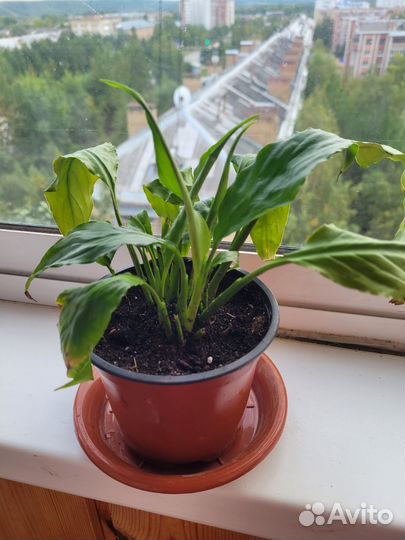 Продам цветы комнатные