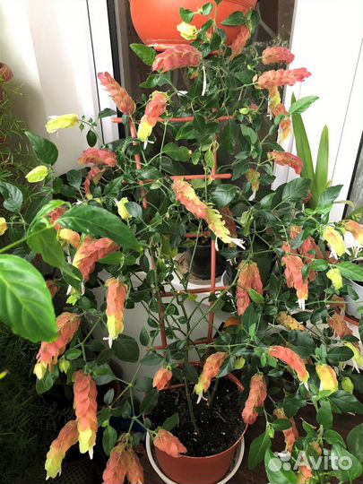 Гранат Нана Белопероне Лантана и др