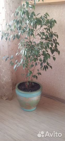 Комнатные растения цветы