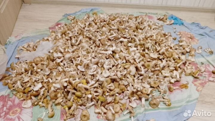 Грибы Опята свежие