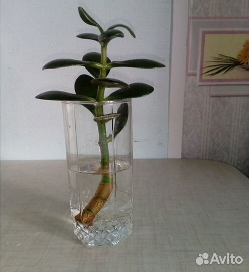 Отростки цветов