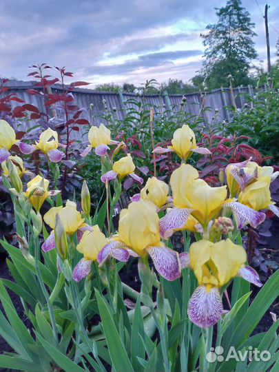 Толокнянка