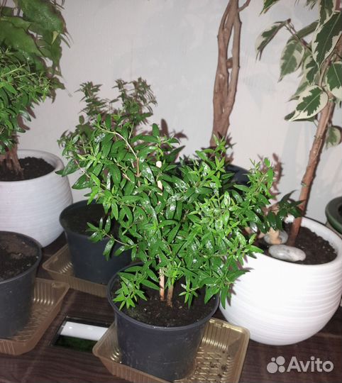 Фикус Лирата и другие цветы