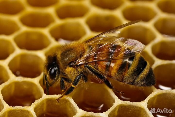 Мёд натуральный 2023