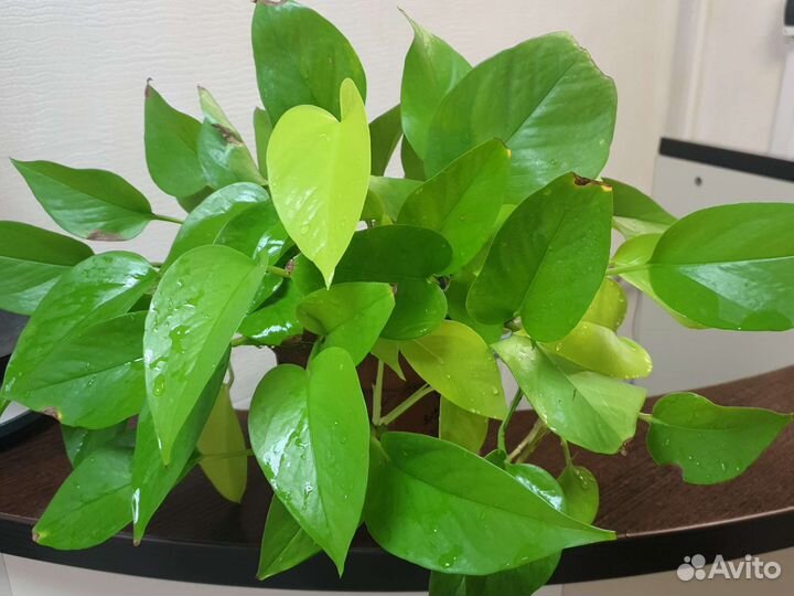 Эпипремнум неон