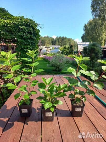 Гортензия метельчатая