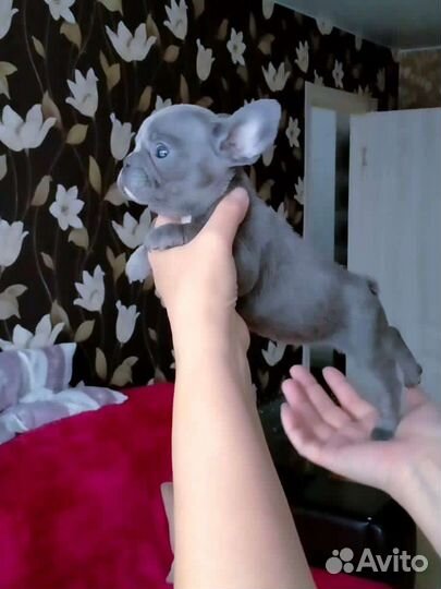 Французский бульдог мини