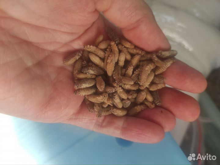 Корм для стрижа и микс для ежа, сверчки, таракан