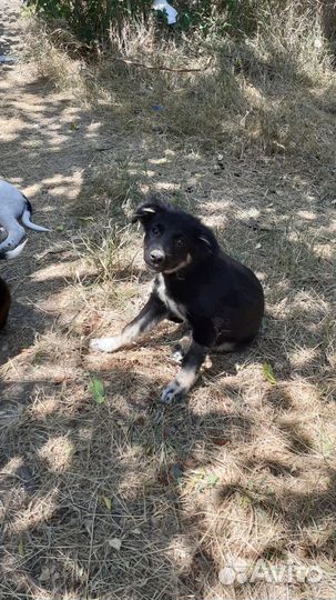 Щенок ищет дом