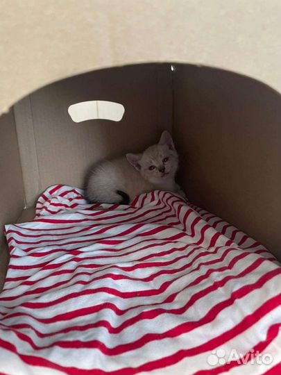 Отдам в добрые руки котенка