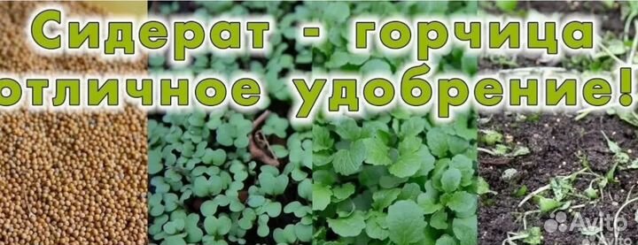 Горчица седираты оптом