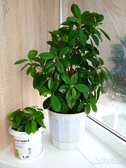 Фикус,Макломе