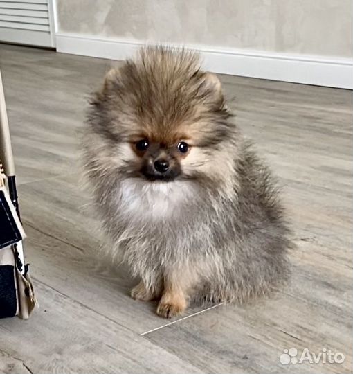 Мальчик померанец 100 Той вариация