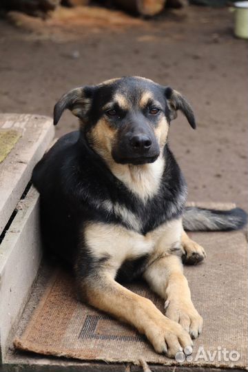 Собака Джастин