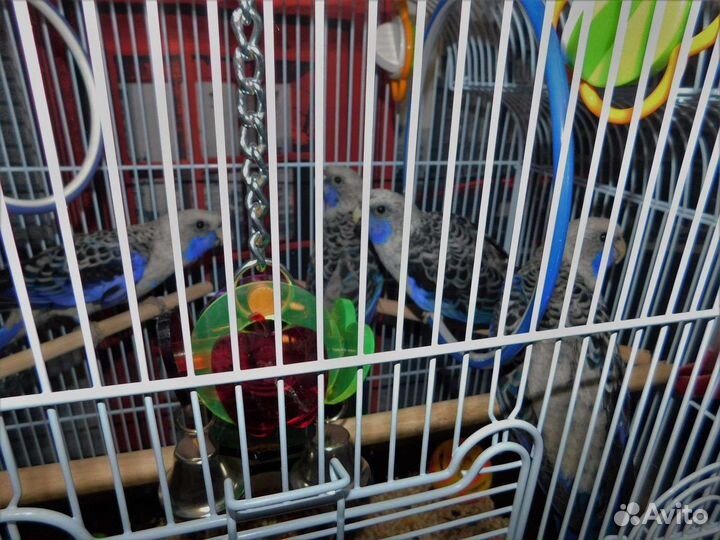 Попугай Розелла