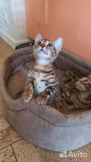 Бенгальская кошка