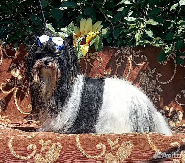 Вязка мини Бивер йорк