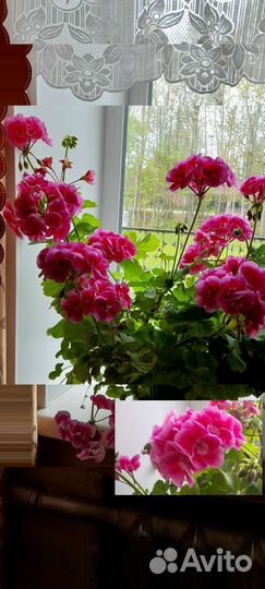 Пеларгонии разные