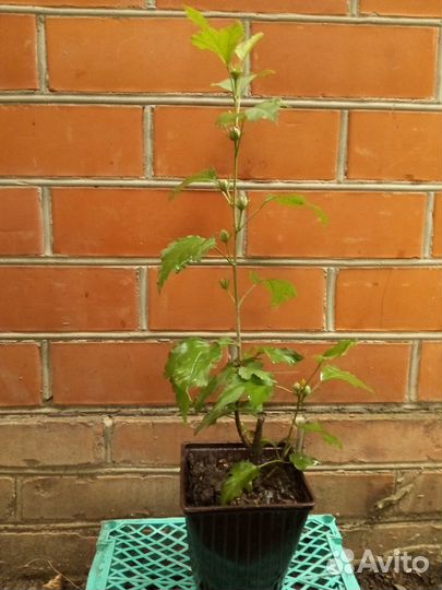 Гибискус Древовидный Махровый