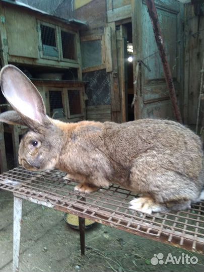 Кролики на племя