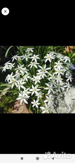 Птицемлечник