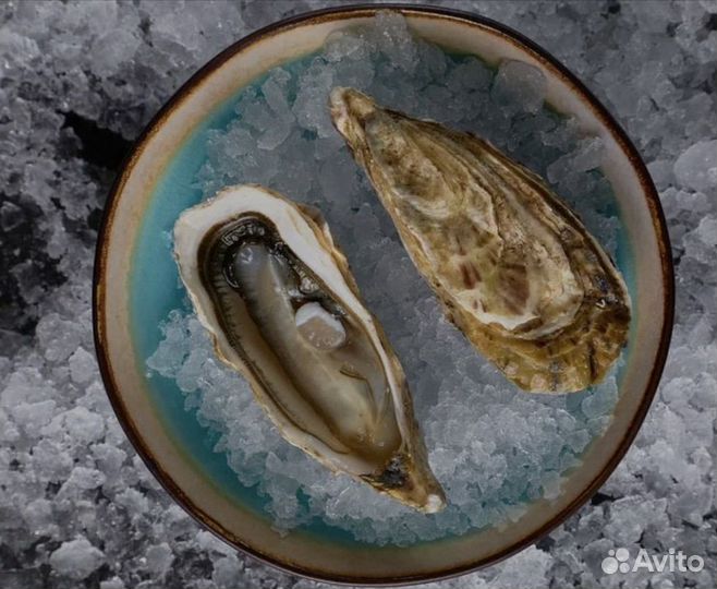 Живые устрицы
