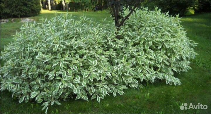 Дерен элегантиссима