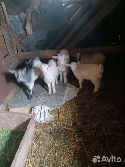 Козлята 2 месяца